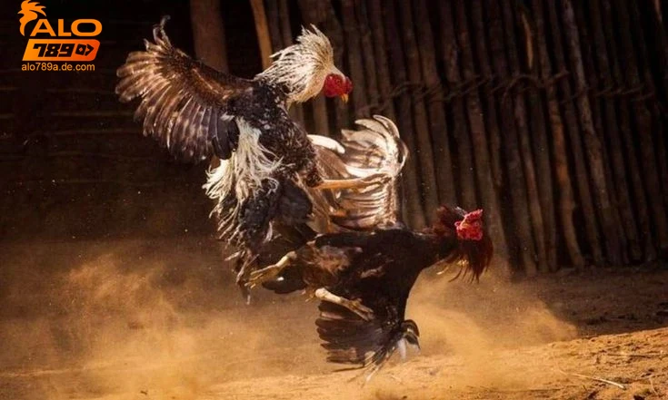 huong-dan-tham-gia-va-loi-ich-khi-choi-da-ga-thomo Hướng dẫn tham gia và lợi ích khi chơi đá gà thomo