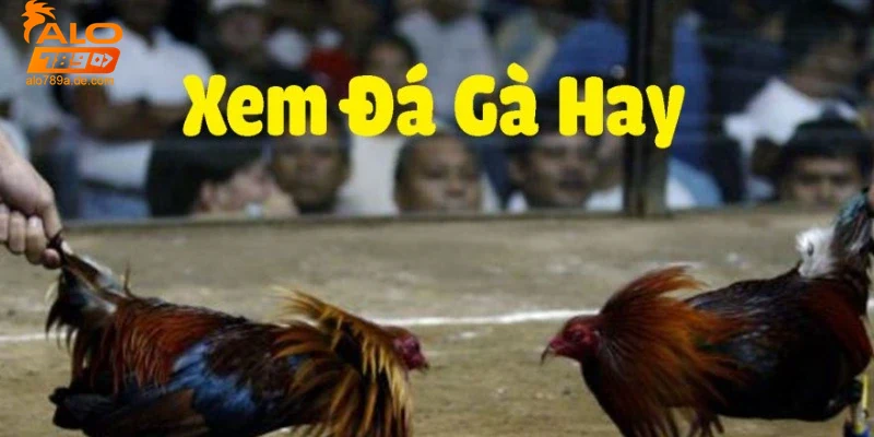 loi-ich-va-kinh-nghiem-khi-choi-da-ga-thomo Lợi ích và kinh nghiệm khi chơi đá gà thomo