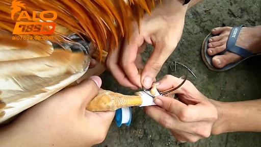 Khám Phá Cựa Gà Đá – Bí Quyết Đỉnh Cao Từ ALO789 2 Các loại cựa gà đá phổ biến và đặc điểm từng loại