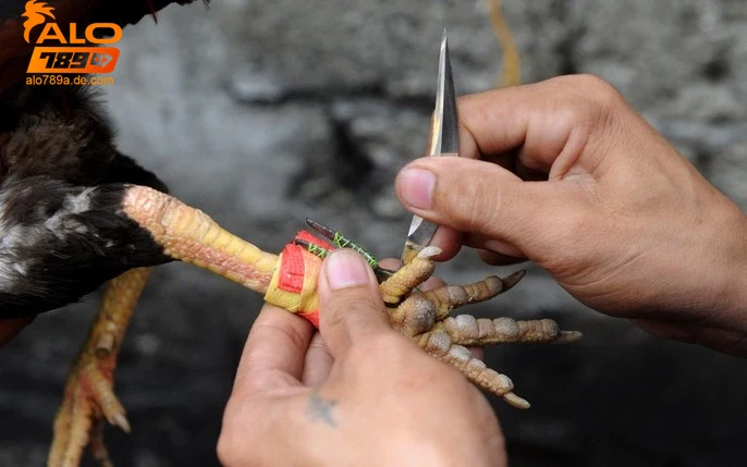 ung-dung-va-kinh-nghiem-su-dung-cua-ga-da-trong-ca-cuoc-truc-tuyen Ứng dụng và kinh nghiệm sử dụng cựa gà đá trong cá cược trực tuyến