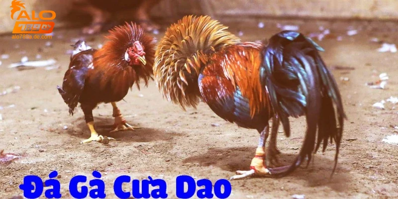 da-ga-cua-dao-tai-alo789-va-cac-luu-y-quan-trong Đá gà cựa dao tại Alo789 và các lưu ý quan trọng