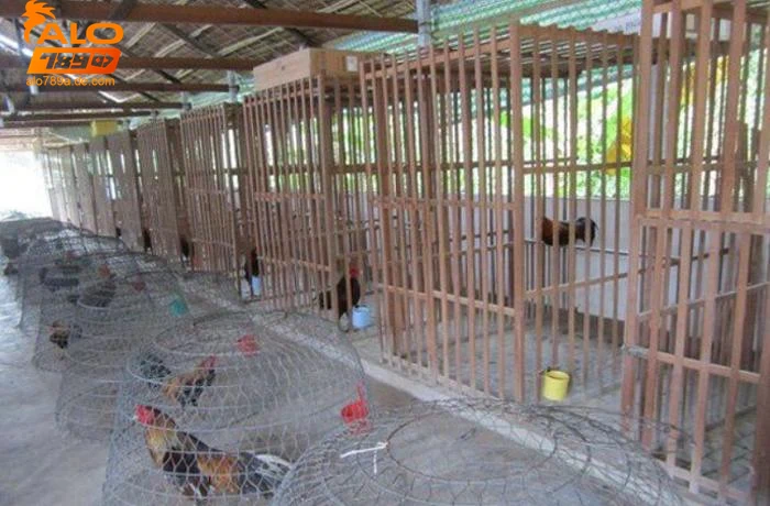 phong-va-dieu-tri-benh-cho-ga-da Phòng và điều trị bệnh cho gà đá