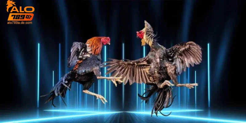 kinh-nghiem-va-luu-y-khi-tham-gia-da-ga-alo789 Kinh nghiệm và lưu ý khi tham gia đá gà Alo789