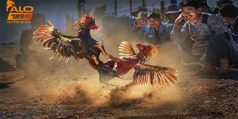 luu-y-bao-mat-va-cac-quy-dinh-khi-choi-da-ga-cua-dao Lưu ý bảo mật và các quy định khi chơi đá gà cựa dao